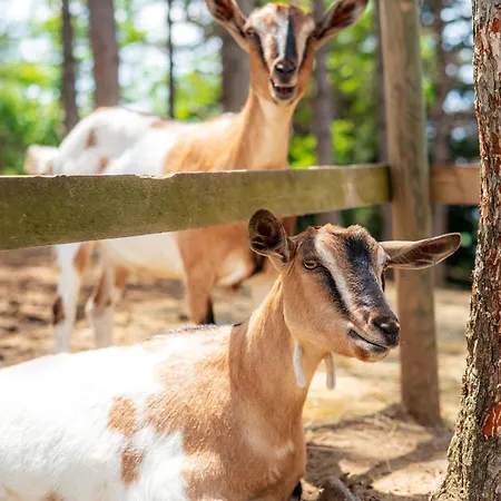 Ferienpark La Valle Dei Caprioli Village Park - Freelandia Azienda Agricola Montescudo