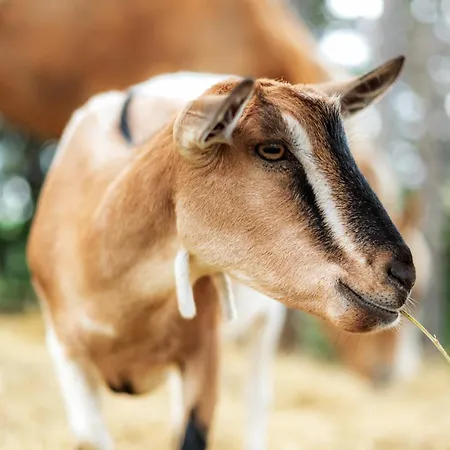 Parque de vacaciones La Valle Dei Caprioli Village Park - Freelandia Azienda Agricola Montescudo
