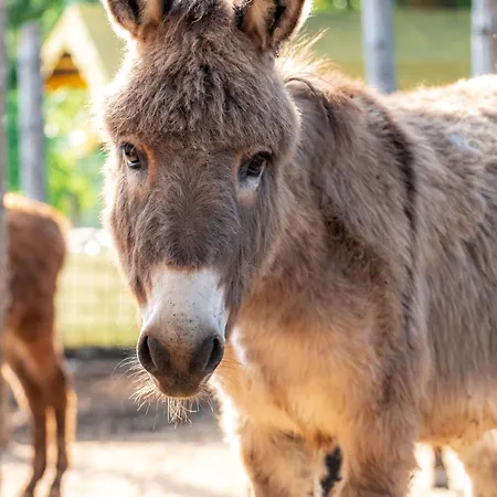 La Valle Dei Caprioli Village Park - Freelandia Azienda Agricola