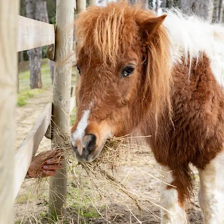 La Valle Dei Caprioli Village Park - Freelandia Azienda Agricola Montescudo